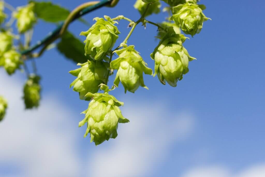 Early stage of hop growing in my garden.